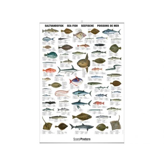 CDS - Poster SEA FISH - Catalogue -  - Atlantys Homopalmus