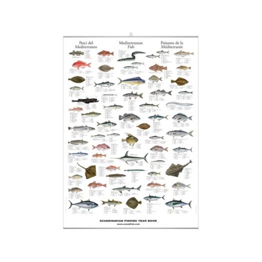 CDS - Poster Les poissons Méditerranéens