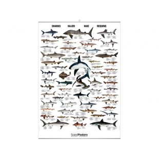 CDS - Poster Les Requins