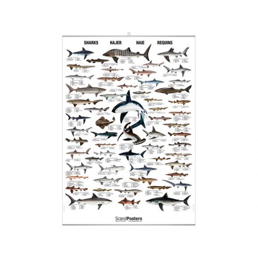CDS - Poster Les Requins
